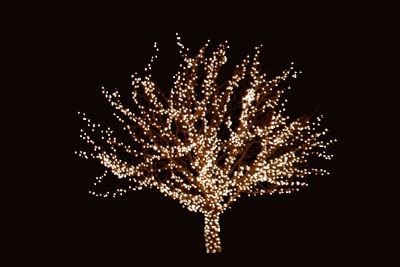 Christmas Lights on a Deciduous Tree