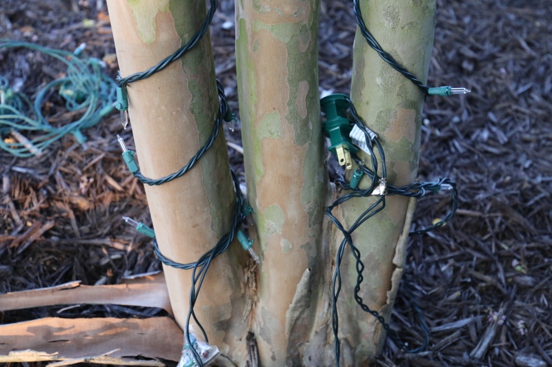 Male at Bottom of Trunk